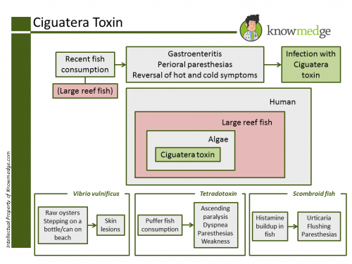 Ciguatera Toxin Internal Medicine Reef Fish